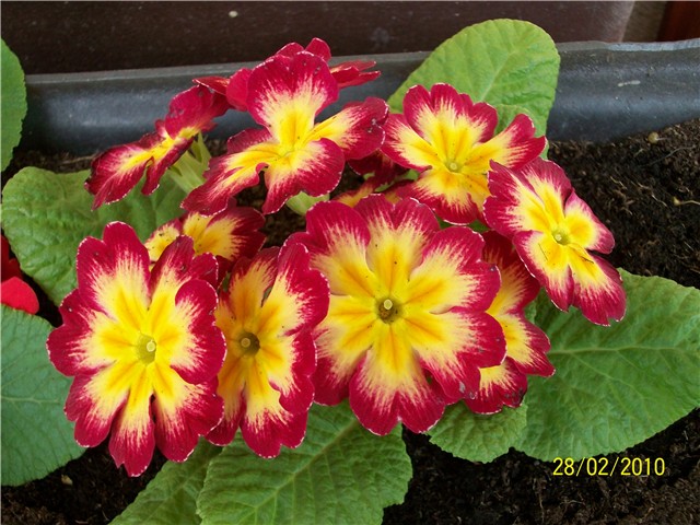 jaglac - lat. primula vulgaris 